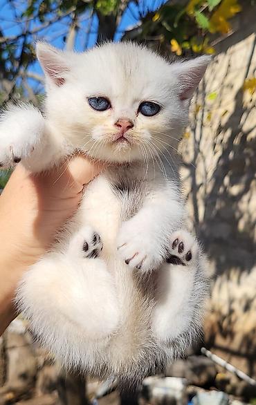 Pişiklər: Şinşilla — 11