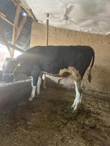 продаю музоо торпок корова самка бык самец айрширская ангус алатауская на забой для разведения на откорм племенные нетель привязанные: Молодая корова черно-белого окраса. Животное имеет крепкое