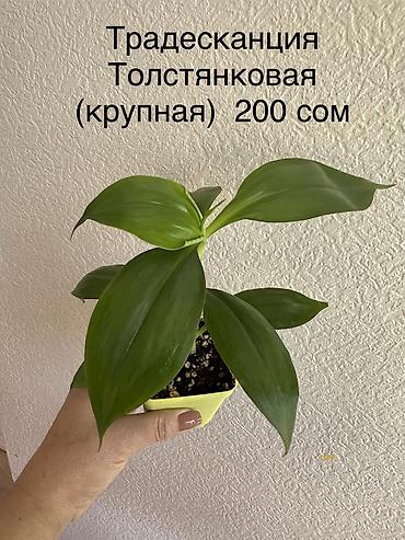 Другие комнатные растения: Укоренённые черенки растений от 150-300 сом — 3