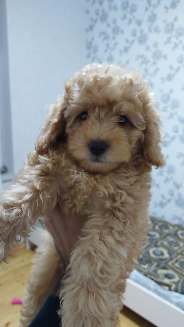 мини пудель: Maltubu balası ay yarimlik real alici vatsapa yazin - Cins: Toy — 6