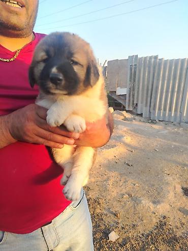 dişi it: Kanqal, 1 ay, Dişi — 3