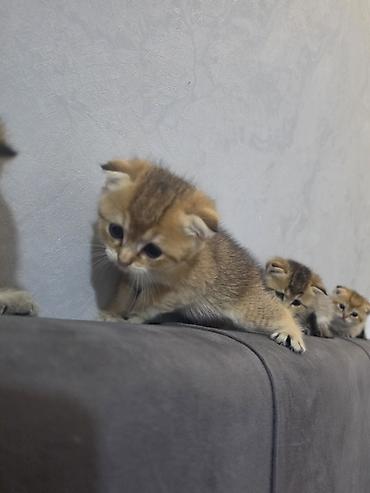 Кошки: Шотландская вислоухая — 9