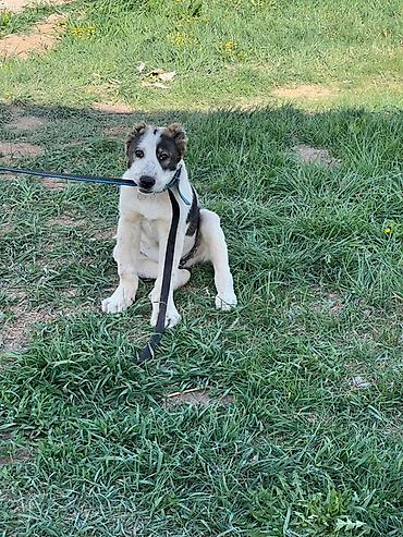 Продажа собак: Алабай, 3 месяца, Самец, С прививкой — 6