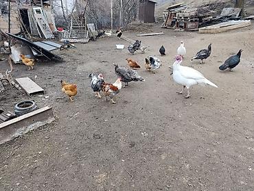 Куры, петухи: Продаю | Петух | Для разведения — 12