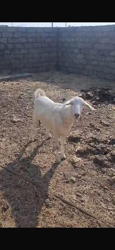 Keçilər, çəpişlər: Keçilər satılır 11 baş heyvandır maraqlanan əlaqə saxlaya bilər -da lalafo.az — 11 Keçilər, çəpişlər: Keçilər satılır 11 baş heyvandır maraqlanan əlaqə saxlaya bilər — 11