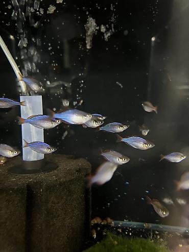 Аквариумы: Рыбки | Аквариумы | Оборудование Жемчужина магазин аквариумистики🐠 — 30