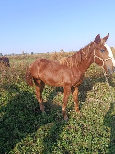 продажа домашних животных: Сатам | Тай | Союуга