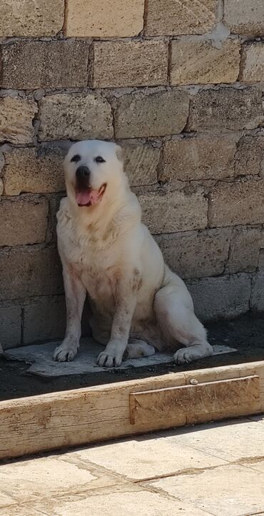 alabay qiymetleri: Alabay, 4 ay, Dişi, Peyvəndli, Pulsuz çatdırılma