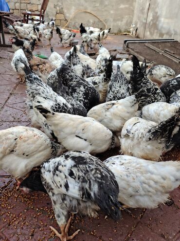 Toyuqlar: Toyuq, Adler, Ətlik — 14