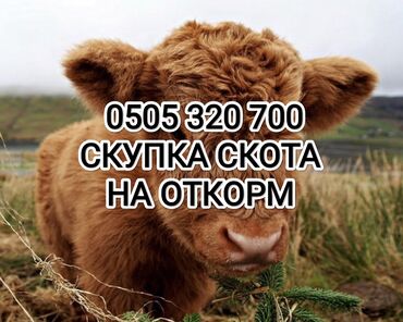 собака купить: Куплю | Коровы, быки, Лошади, кони | На откорм, Откормленные