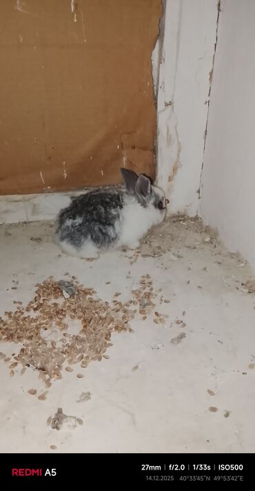 Gəmiricilər: Salam dovşan balaları satılır. Sevdiklərinizi yeni ilde sevindirmək — 4