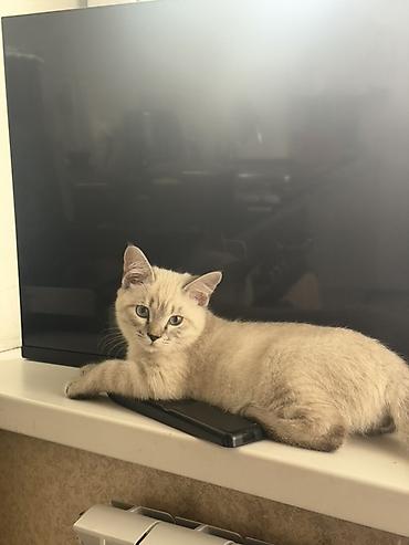шотландская кошка черная: Котёнок 4 месяца шотландец с голубыми глазами и выразительной «маской» — 3