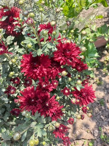 Садовые цветы и кустарники: Рассада цветка: Хризантемы — 7
