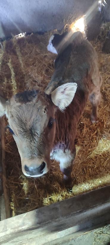 Коровы, быки: Продаю | Музоо, торпок | Голштин, Швицкая | На откорм | Искусственник — 7