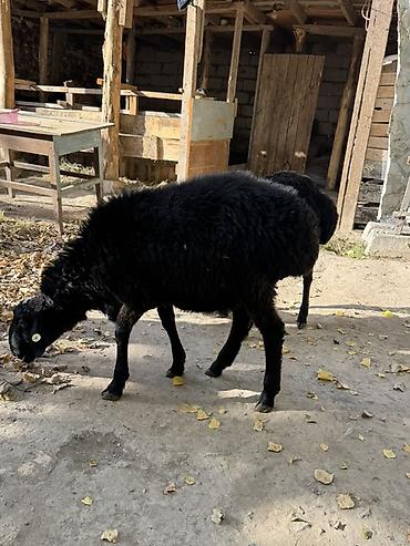 Баран, овца: Продаю | Баран (самец) | Для разведения — 2
