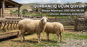 qurbanlıq heyvanlar: Qurbanlıq üçün qoyun - Yer: Ramani Gülçülük - Təsvir: Sağlam, yaxşı — 1