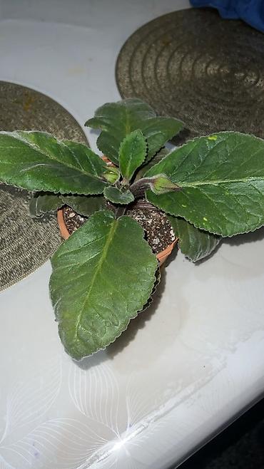 купить опоры для растений: Глоксиния комнатная в горшке (Gloxinia, Sinningia speciosa) - Крупные — 10