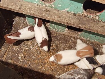 Göyərçinlər: Qırmızı boyun qırmızı quyruq 2 eded ikisidə qızğın erkek,Sarı boyun — 5