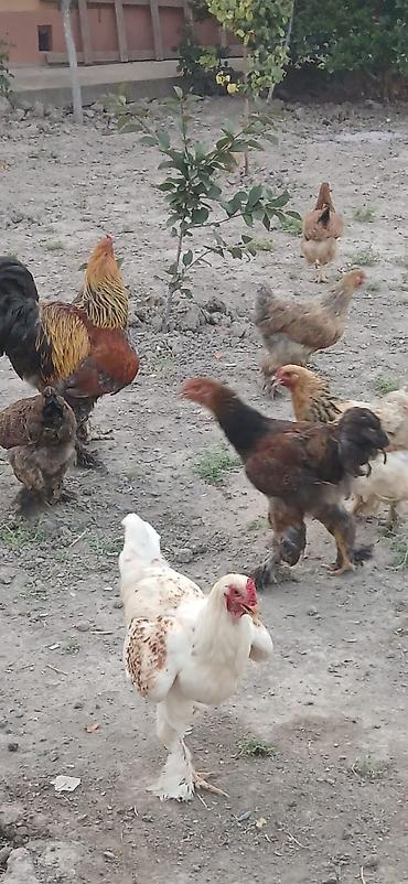 qaz toyuq: Satılır: lələkli ayaqlı yerli toyuq-xoruzlar (Brahma tipli) — 7
