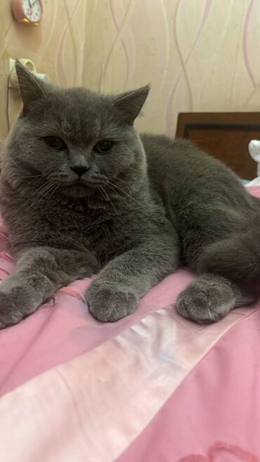 Pişiklər: Şotland, Erkək — 10