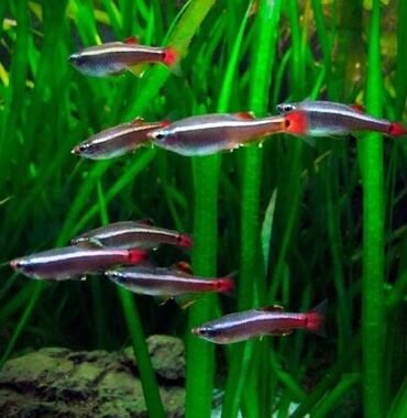 teze bazar akvarium: Kardinal 3 ədəd-2 erkək 1dişi Saglam balıqlardır, kürü verir Vatsap