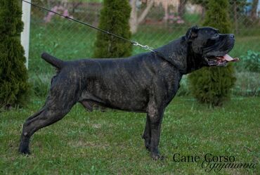 Psi: Postanite vlasnik jednog od naših vrhunskih Cane Corso štenaca — 26