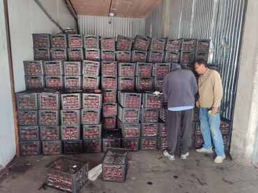 ящик для клубника: Черешня Оптом, Самовывоз