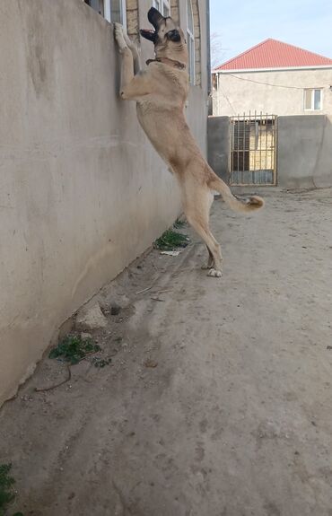 İtlər: Qurdbasar, 2 il, Erkek — 8