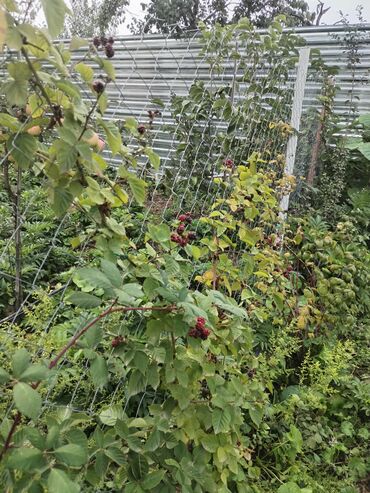 Həyət evləri və villaların satışı: 1 otaqlı, 36 kv. m, Yeni təmirli — 38