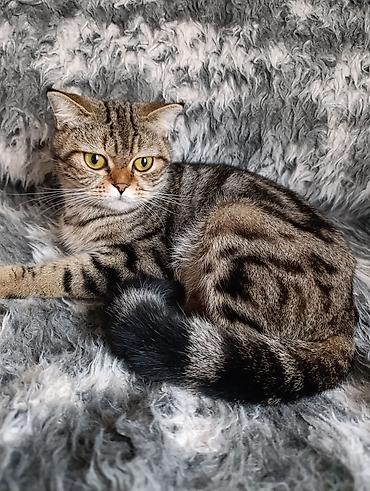 котенок скотиш страйт: Скотиш Страйт (Шотландская прямоухая), 1 месяц, Девочка, Золотая шиншилла, Метис, Приучена к лотку — 5