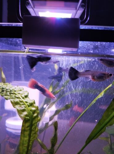 рыба аквариума: Продаю 50 литровый аквариум полный комплект+ рыбки а также всё что на