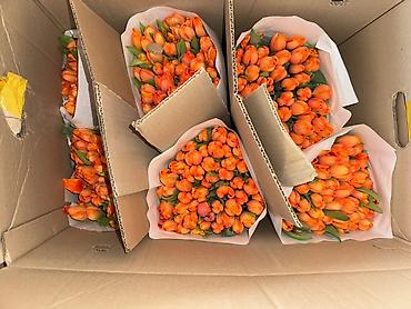 Букеты из живых цветов: Премиальные импортные тюльпаны Привозные тюльпаны лучшего качества — 3