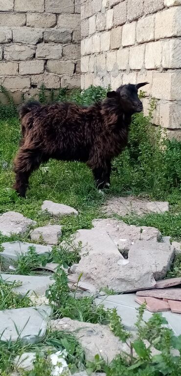 hələp keçiləri: Самец, лет: 4, Для мяса, Самовывоз