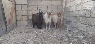 Toyuqlar: Erkək, il: 5, Damazlıq, Südlük, Ətlik, Ünvandan götürmə