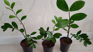 декоративные комнатные растения: Продаю замиокулькас или долларовое дерево по 350 сомов. Отличный