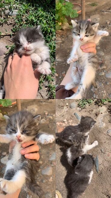 кошка сфинкс: Отдам даром Котят пушистые комочки счастья! Особенности: - Окрас
