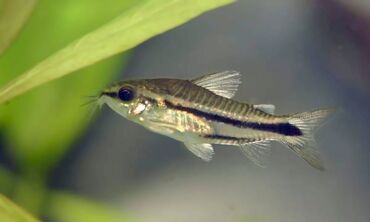 купить рыбу для аквариума: Сомик коридорас пигмей (Corydoras pygmaeus) – это небольшая
