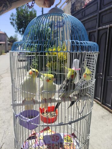 Tutuquşları: Korella Karella tutuqusu papuqay sevgi quşu nerazlucnik valnist 14 — 26