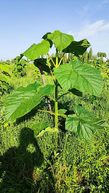 Другие декоративные деревья: Продается морозостойкие сорта саженцев павловнии, выращеннын из — 14