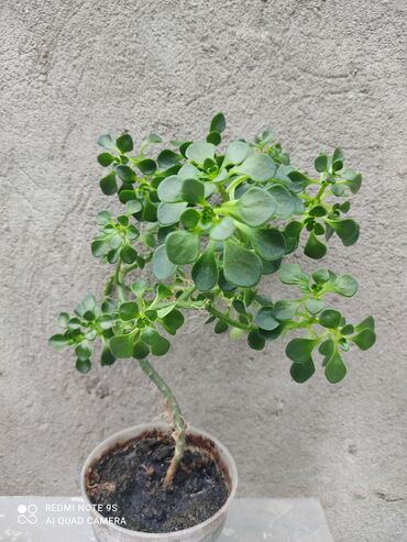 Другой декор и предметы интерьера: Распродажа Денежное дерево, толстянка, Поливать 1-2 раза в неделю — 8