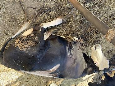 qala cinsi qoyun satilir: Simental tipli inək - Rəng: qara-ağ, alnı və burun hissəsi açıq rəng — 4