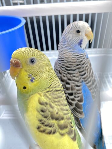 птицы и голуби: Волнистый попугай Попугай вместе с клеткой, срочно продаю попугаев
