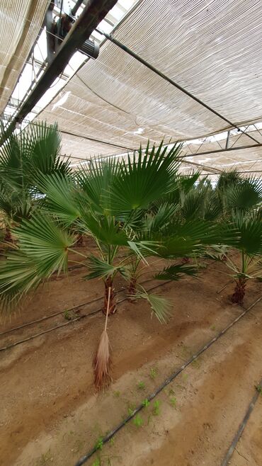 Bağ evlərinin satışı: Bakı, Türkan qəs., 1500 kv. m, 7 otaqlı, Hovuzlu, Qaz, İşıq, Su — 25