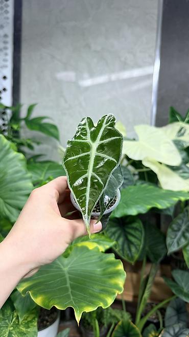 Монстеры: Детки Алоказии Полли по 200 Монстера адансони вариегатная (Monstera — 9