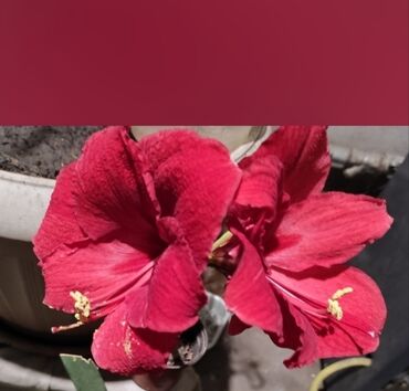 Садовые цветы и кустарники: Саженцы цветка: Флоксы — 6