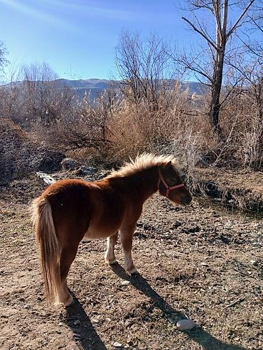 Лошади, кони: Продаю | Кобыла (самка) | Конный спорт | Племенные — 2