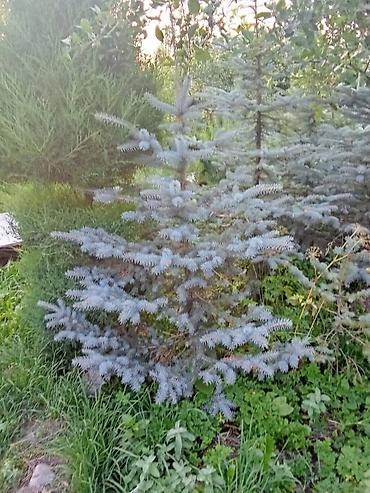Декор и интерьер: 🌿 Жашыл көрктүү көчөттөр сатылат! 🌿 ✅ Туя Смарагд – бийиктиги 80 — 8