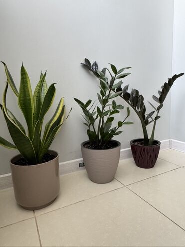 офисные растения: Комнатные растения в кашпо - Сансевиерия (тёщин язык) в гладком