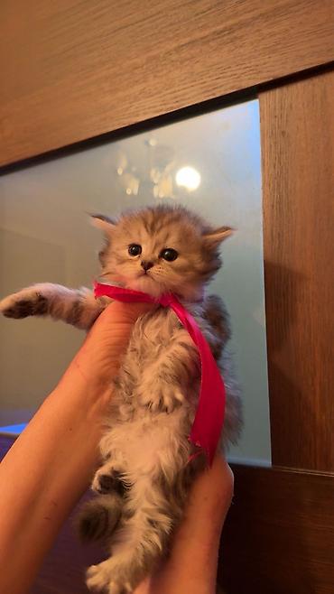 Pişiklər: Şotland yastı qulaq, Dişi — 3