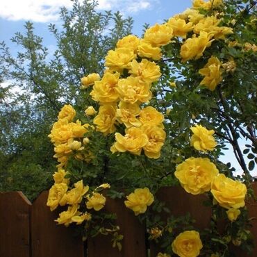 Şitillər: Sarmaşiq və Sadə Gül Kollari istənilən sayda sifariş verə bilərsiz -da lalafo.az — 5 Şitillər: Sarmaşiq və Sadə Gül Kollari istənilən sayda sifariş verə bilərsiz — 5